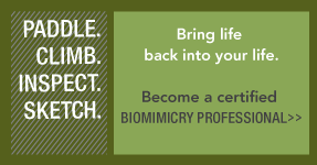 Biomimicry Professional Certification Program
