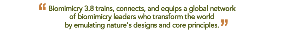 Biomimicry 3.8 Mission Statement