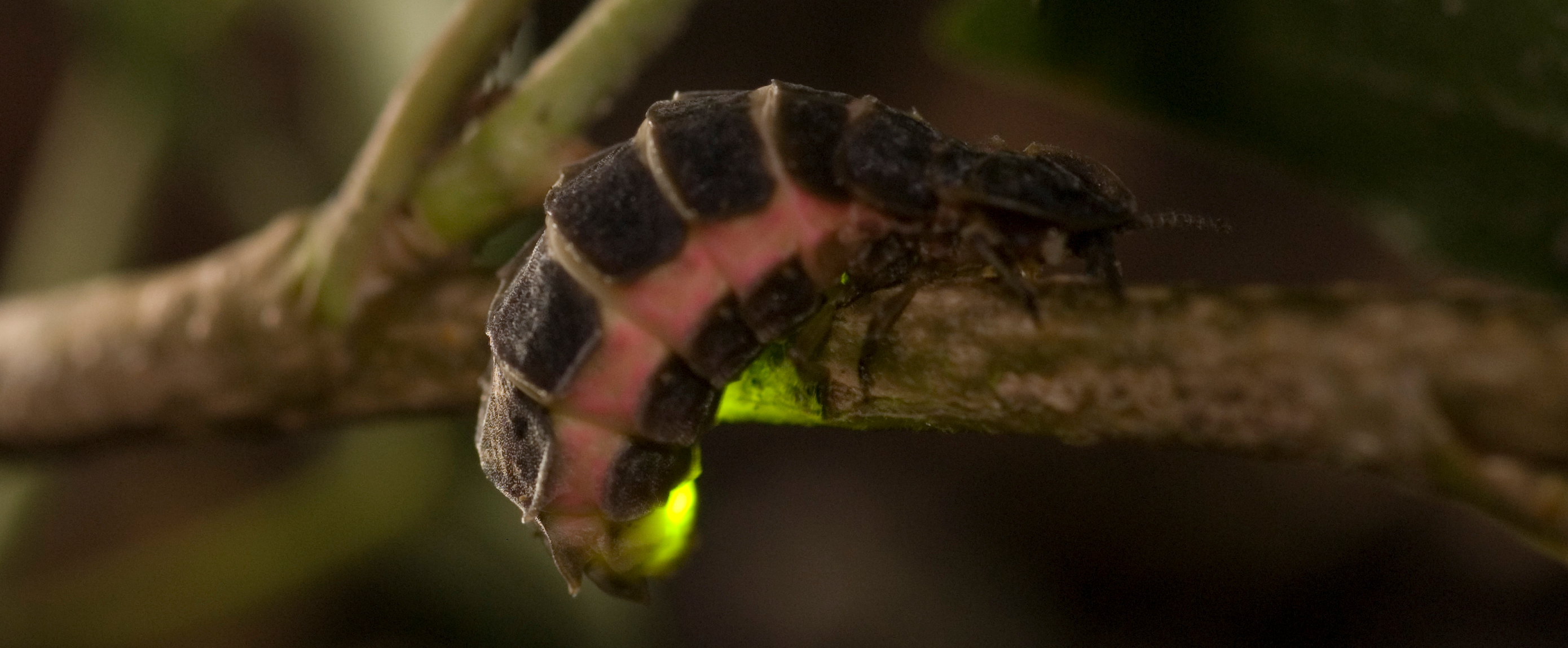 Biomimicry 3.8 Institute December 2012 Newsletter