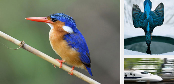 kingfisher and train (picture from biomimicry 3.8)