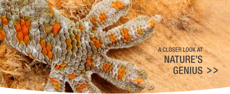 gecko