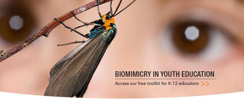 Biomimicry in Youth Education Toolkit
